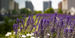 Image of flowers on Charles Library's green roof.