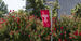 Summer on-campus stock photo pictured with a Temple flag and red flowers visible.