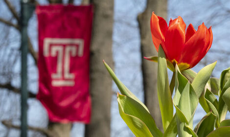 a tulip in front of a Temple T flag