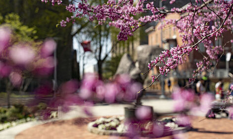 Founder's Garden and O'Connor Plaza out of focus with pink flowers surrounding