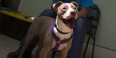 A brown and white dog undergoing a behavior analysis at the PSPCA.