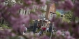 Temple’s gate on Polett Walk through cherry tree blossoms. 