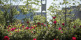 The Bell Tower with budding pink flowers in the foreground.