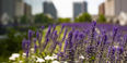 Image of flowers on Charles Library's green roof.