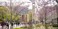 students walk next to a cherry tree on campus