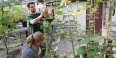 a man and a woman working with plants in a greenhouse.