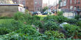 Temple Community Garden