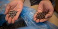 A man in Dr. Tao's lab holds chocolate chips in his hands. 