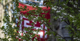 Temple flag pictured behind a bush.