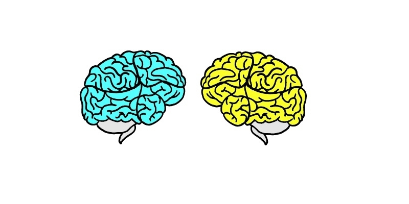Two illustrated brains looking at each other.