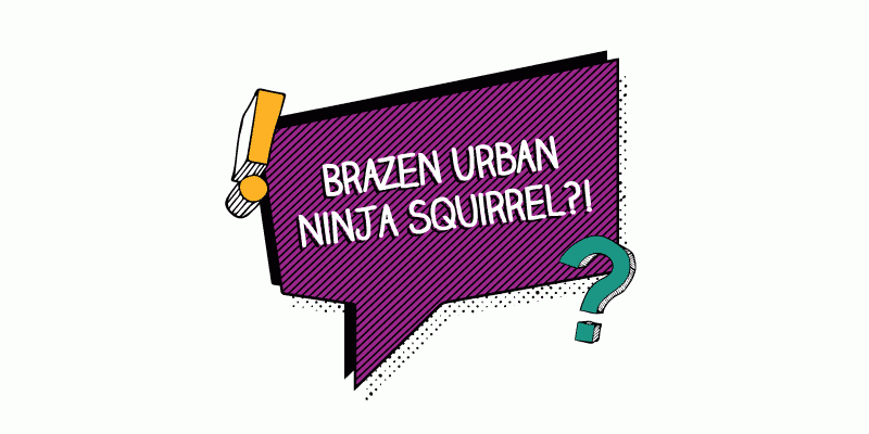 An illustration of word bubble that says brazen urban ninja squirrel.