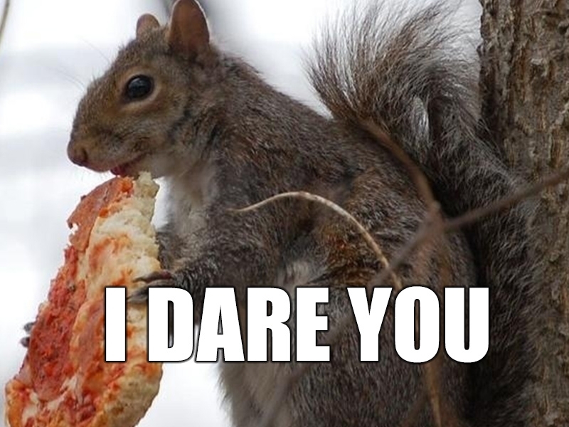 a squirrel eating a piece of pizza with the words "I dare you" across the photo