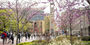 Students walking on Temple’s Main Campus in early spring.