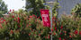 A summer stock image of a Temple flag.