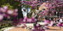 Founder's Garden and O'Connor Plaza out of focus with pink flowers surrounding