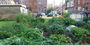 Temple Community Garden