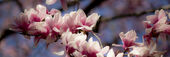 Image of a flower blooming on campus.