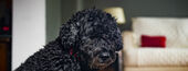 Image of small dark-colored dog with a couch in the background.
