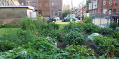 Temple Community Garden