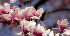 Image of a flower blooming on campus.