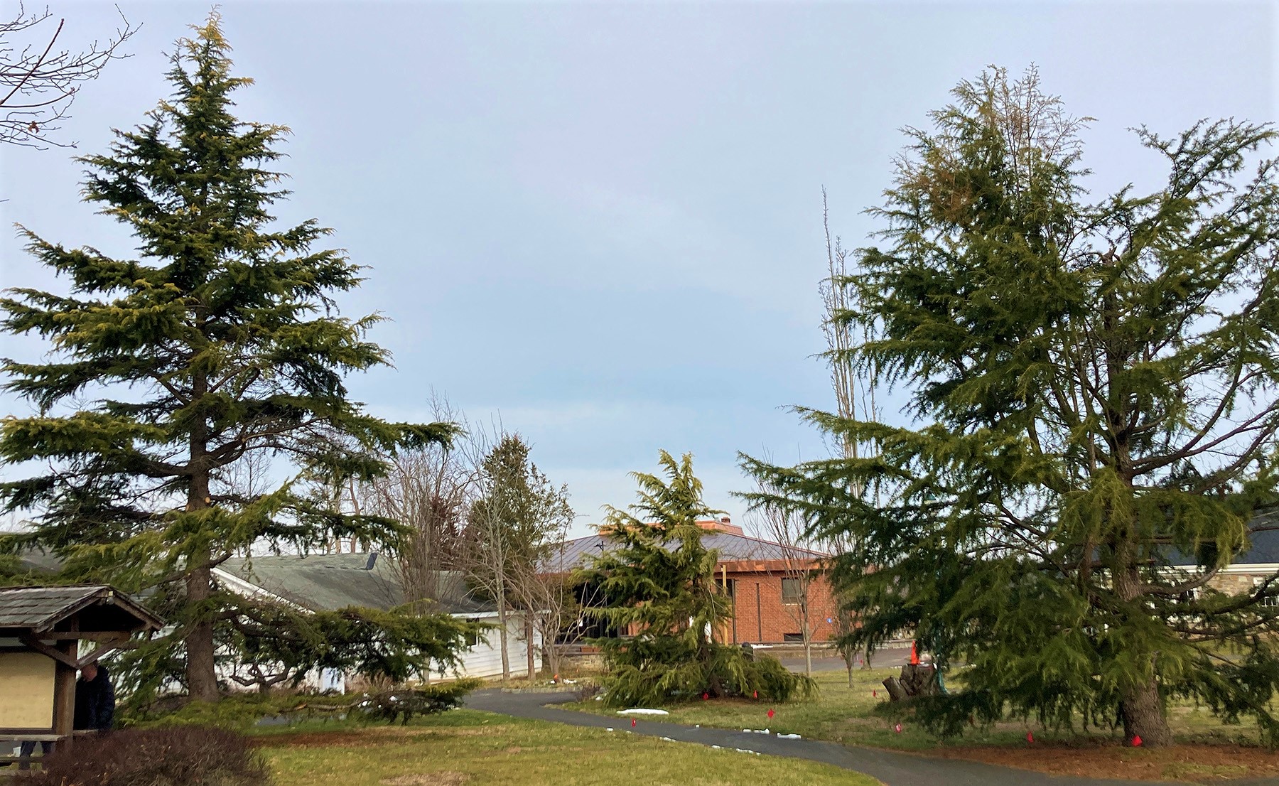 Evergreen trees in the Ambler Arboretum